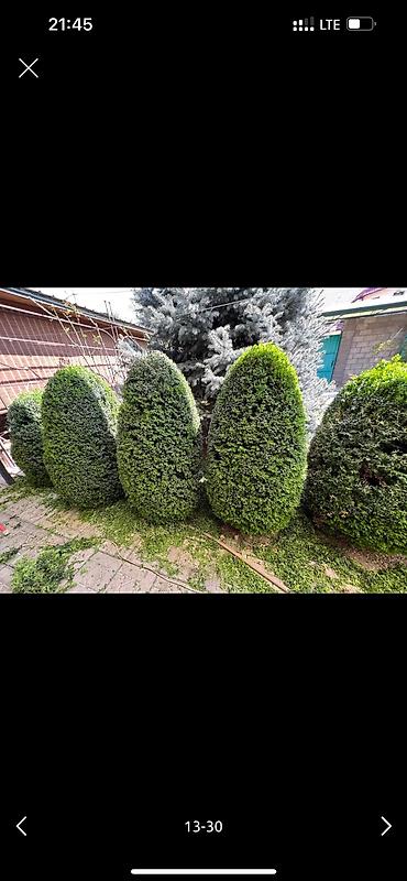 Дворники, садовники: 🌱Я Садовник Стрижка Живой изгородь,самшит,Туи,хвойные растения, Я — 13