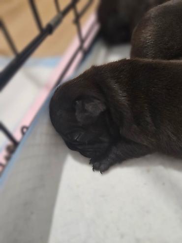 Psi: Štenci – kratkonosa rasa malog rasta (tip buldog/mops). Leglo više — 8