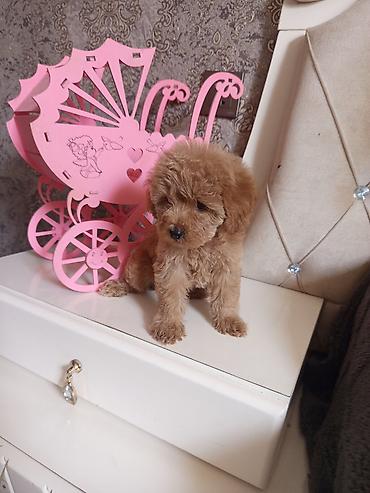 İtlər: Pudel, 2 ay, Dişi — 14