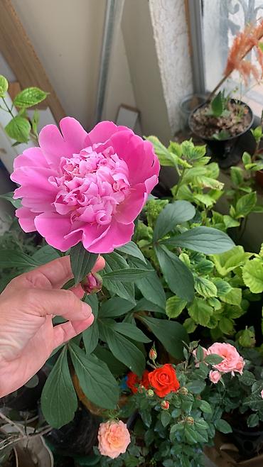 kalina bitkisi: Pion (Paeonia) kolu – qapda əkilmiş - Bitki: çoxillik pion kolu - — 2