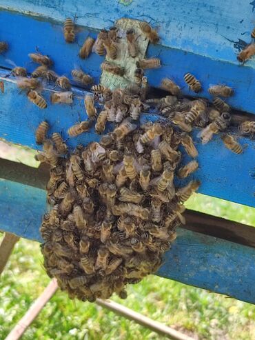 arı ailəsi satışı elanları 2023: Salam Alekum. muwderirinin arzu isdeyine gore cibinin teherine gore