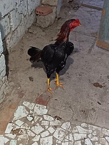 Malai (Aseel tipli) xoruz - Rəng: qara bədən, qırmızı baş-daraq, sarı