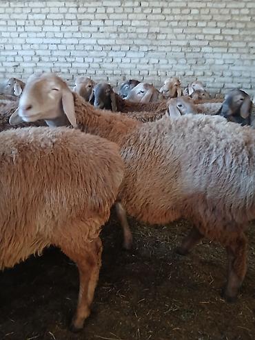корова на продажу: Продаю | Баран (самец) | Арашан | На забой, Для разведения, Для шерсти | Племенные, Осеменитель — 4