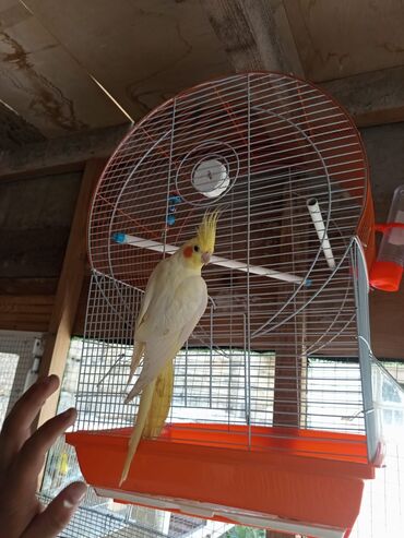 Tutuquşları: Bozlar 35 azn Sarilar 40 Azn Əl quşlari 60-70 Azn 100 Azn tam rucnoy — 5