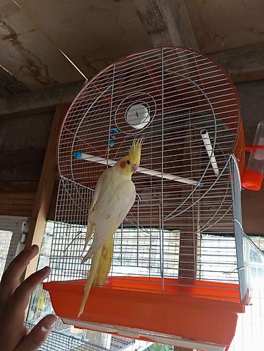 Tutuquşları: Korella 35 manattan bozlar sarilar 45-50 Azn qefesde var 15-20 Azn — 12