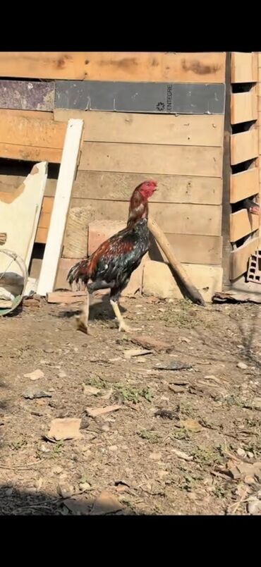 Xoruzlar: Məhsul: Uzunboyun, möhkəm ayaqlı, sərt bədən quruluşlu döyüş tipli — 5