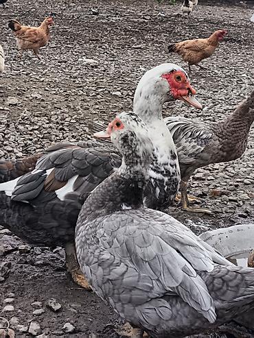 heyvan bazari keci: Dişi, | Lal ördək, Ətlik, Ödənişli çatdırılma — 4