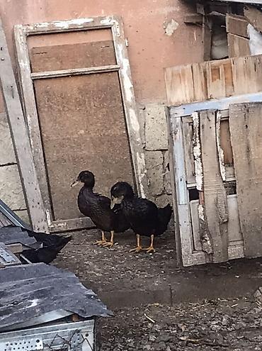ev itləri ucuz: Satılır: Ruan öredeyleri 3 dis 2 xoruz Qiymet bir denesi 60 manat — 2