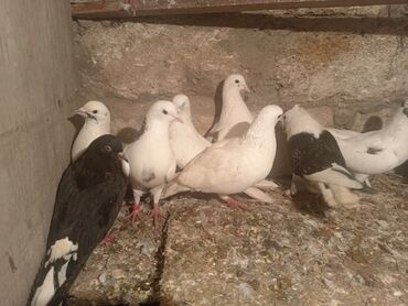 Göyərçinlər: Salam aleykum quşlar satılır tam sağlam uçan super quşlardı biri 5 -da lalafo.az — 5 Göyərçinlər: Salam aleykum quşlar satılır tam sağlam uçan super quşlardı biri 5 — 5