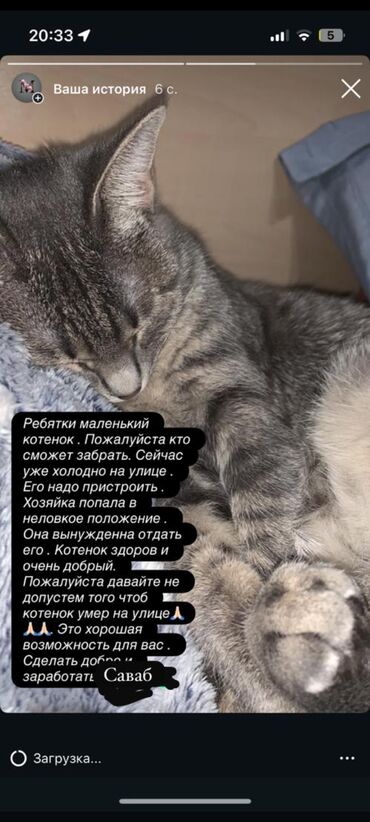 веслоухий кошка: Кошка даром: Беспородная, 3 месяца, Мальчик