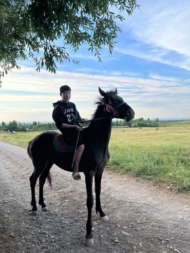 продаю лошадей: Продаю | Жеребец | Конный спорт