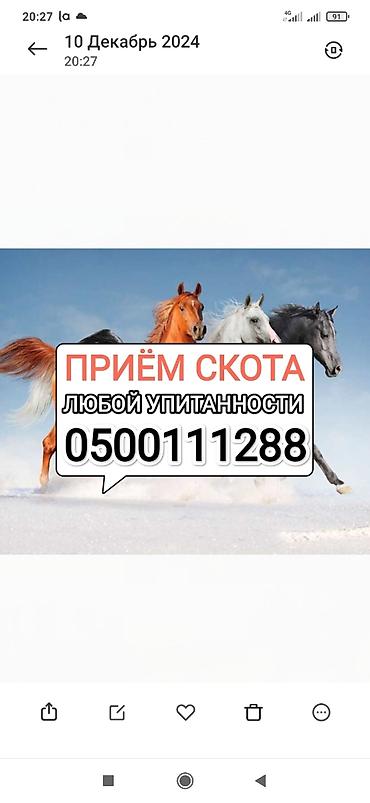С/х животные и товары: Частное лицо, Колбасный цех : Коровы, быки, Лошади, кони, | Круглосуточно, Забитый, Самовывоз — 1