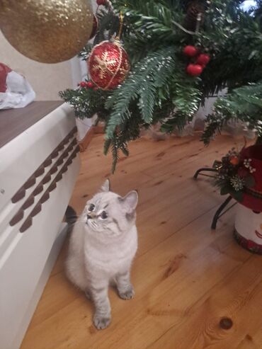 Pişiklər: Britan — 2