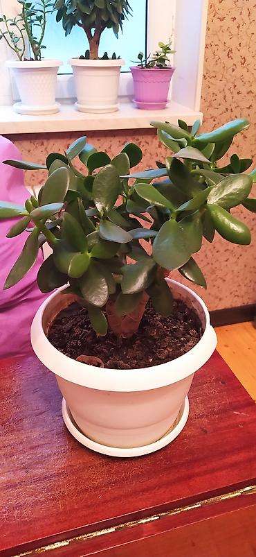 pul qab: Saksı bitkiləri – ətirli ıtır (sardunya) və Pul ağacı (Crassula ovata) — 6