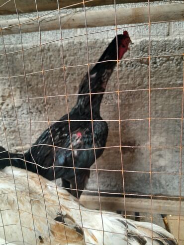 продаю музоо торпок корова самка бык самец айрширская ангус алатауская на забой для разведения на откорм племенные нетель привязанные: Сатам | Тооктор, Короздор | Тебиштирүүчү, Дакан | Көбөйтүү үчүн, Тебиштирүү үчүн