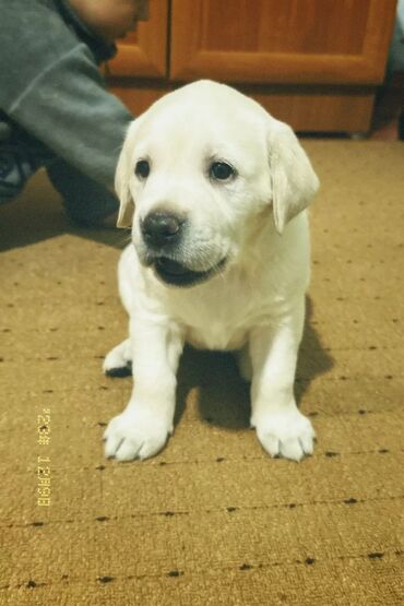 собака каракол: Ожидаются к рождению чистокровные щенки лабрадор ритривер.на фото