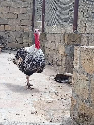 Hinduşkalar: Erkək, Damazlıq — 8