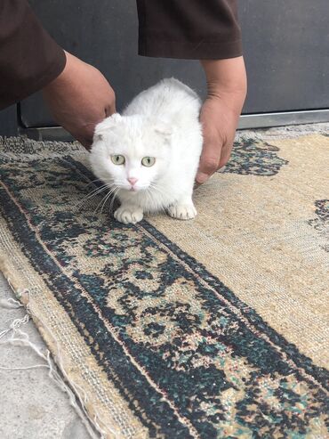 метис персидской кошки: Кошка вислоухое шотландская 

Только звонить на смс не отвечу