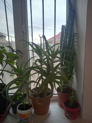 Otaq bitkiləri: İç məkan üçün canlı dekorativ güllər və sukulentlər - Amaryllis — 6