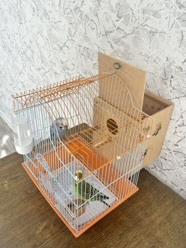 Tutuquşları: Hazır cüt tutu quşular qefedi yuvası ile bir yerde 35 manata — 9