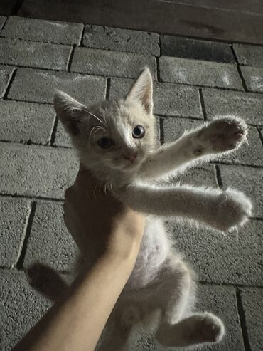 шотландская мраморная кошка: 1 месяц, Мальчик