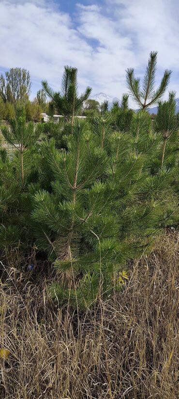 Декоративные деревья: Саженцы деревьев: Ели — 7