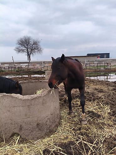 Лошади, кони: Продаю | Конь (самец), Жеребец, Жеребенок — 8