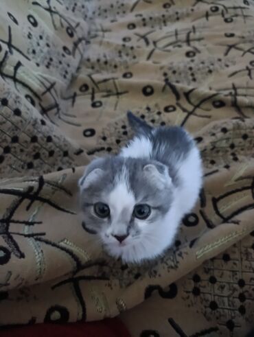 дом для животных: Порода/тип: вислоухий котёнок (складчатые ушки). Окрас: бело-серый