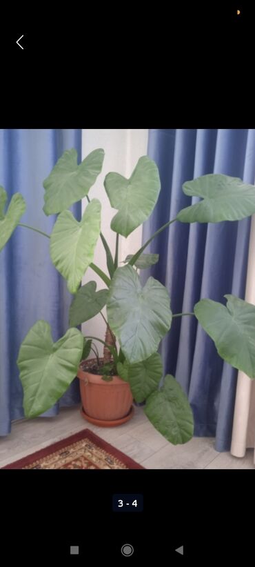 бамбук растение: Другие комнатные растения