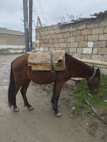 Atlar: Yük və kənd təsərrüfatı işləri üçün at - Rəng: qəhvəyi - Boy: orta - — 2