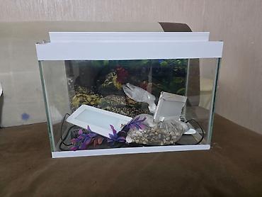 akvarium baliqlar: Akvaryum dəsti - Şüşə akvaryum, ağ haşiyəli çərçivə və üst qapaq - — 1