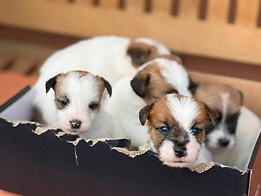 beba rotvajler: Oštrodlaki Džek Rasel terijer (Jack Russell Terrier) štenci — 7