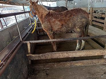 Лошади, кони: Продаю | Кобыла (самка), Конь (самец), Жеребенок | На забой, Рабочий — 3