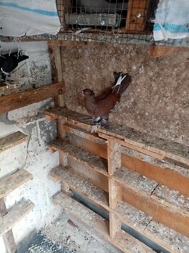 Göyərçinlər: 4 dene lələk papisli oynaq balası 3 nun qiymeti 40 manatdı qiymətə — 8