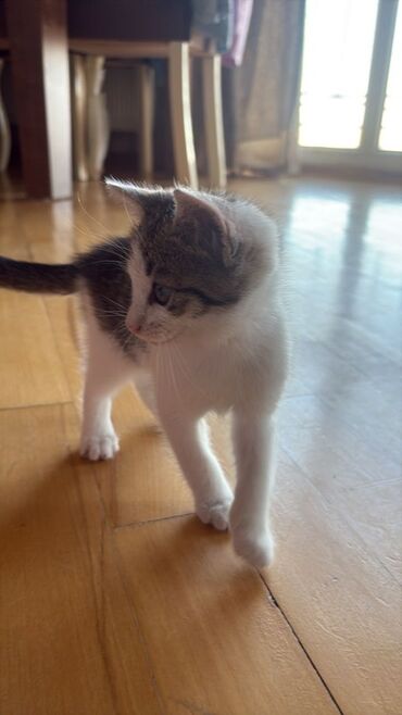 pişik cütleşdirme: В добрые руки