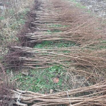 Şitillər: Dekarativ bitgilerin satişi — 22