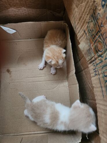 Pişiklər: Dişi, Erkək, Yaxşı əllərə, Ünvandan götürmə, Pulsuz çatdırılma — 4