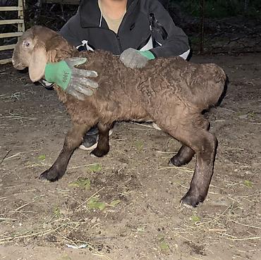 Баран, овца: Продаю | Овца (самка), Ягненок, Баран (самец) | Арашан | Для разведения — 11