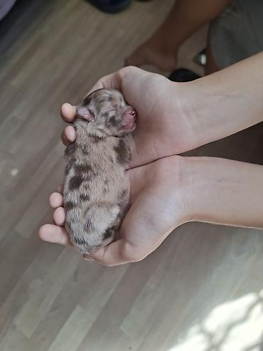 кошки маин кун: ✨🧿🧿🧿 Особенные малыши уже появились на свет две девочки лапочки и два — 2