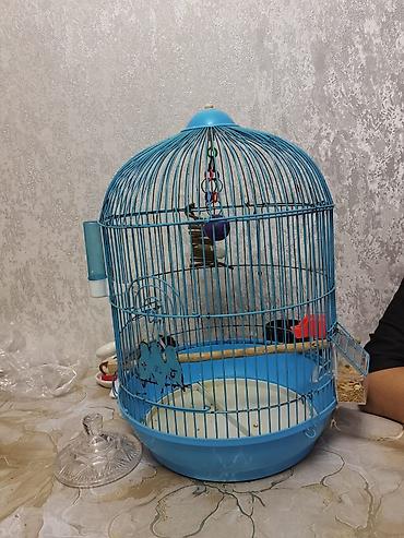 it evi satilir: Yaş yarimliq dişi erkeyi ucub deye satilir saglam qusdu qefes qarisiq — 2
