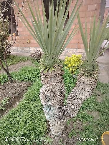 soltan darağı gülü: Dekorativ aqava (Agave) bitkisi – bağ və həyət üçün ekzotik seçim — 1