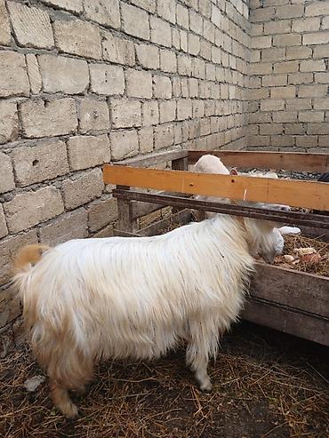balaca dana: Goy keci 280 m bogazdi.Ag keci disi balasi ile 320 m.Unvan bineqedi — 1