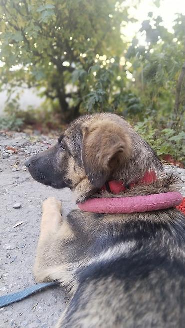 husky dog: Собака даром: Овчарка, 4 месяца, Самец, С прививкой — 4
