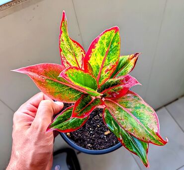 bitkilər: Aglaonema Crete. Tam sağlam və problemsiz. Osmocote gübrə qatılıb