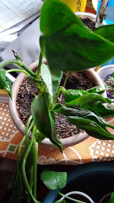 Хойи: Коллекционные хоии (Hoya) – несколько разновидностей в горшках и — 16