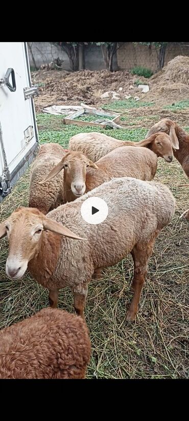 продажа домашних животных: Продаю | Овца (самка) | Для разведения