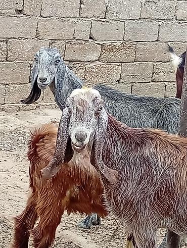 sanen keçisi: Saf qan damazlıq f5 deyilen helebin şami cinsidi öz heyetimin — 3