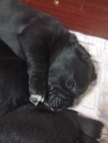 Продажа собак: Щенки Кане корсе - Порода: Кане корсе (коренастые, складчатая — 5