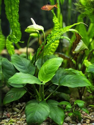 Аквариумы: Водоросли живые: Анубиас Бартера нана ( цветёт белыми и розовыми — 3