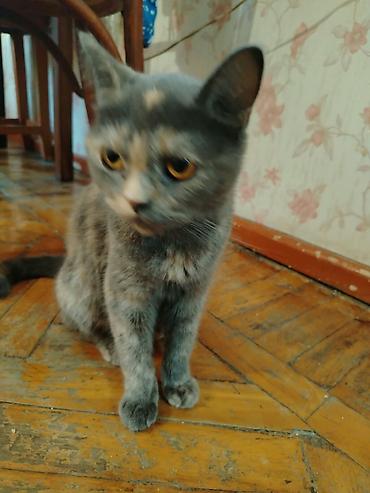 it sat: Yaxşı əllərə — 2